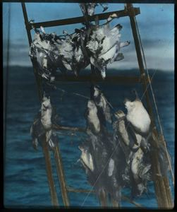 Image of Birds Hanging in the Rigging